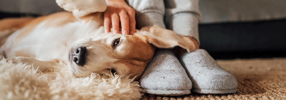 dog-on-carpet